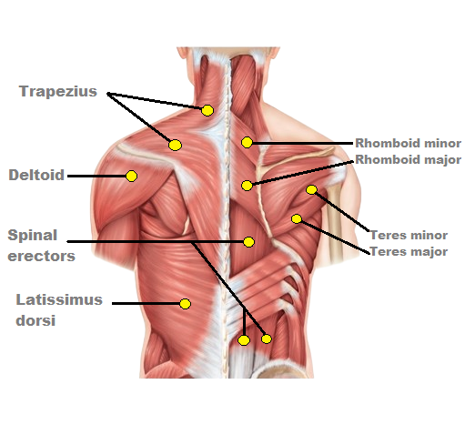 Anatomy of the back