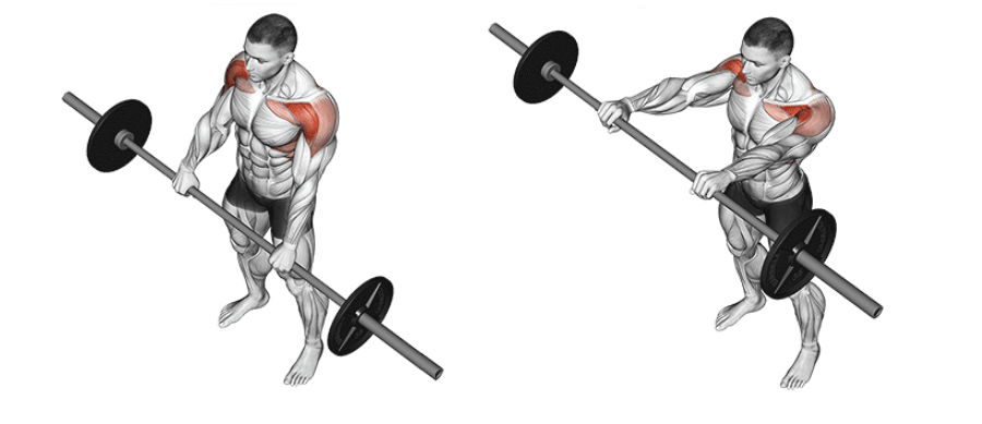 Barbell front raises for anterior deltoid