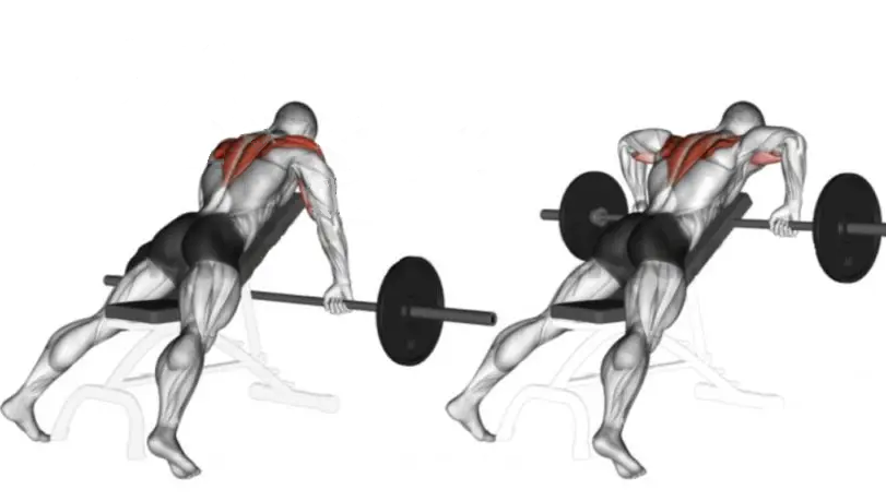 barbell rear delt raise 