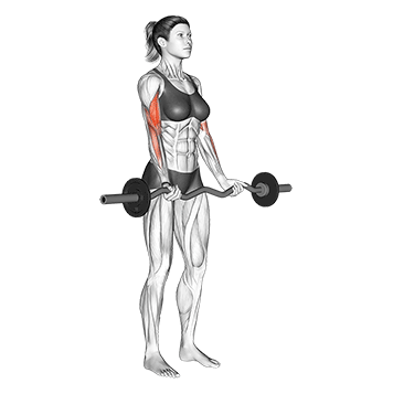 Ez-bar bicep curl, bottom position