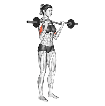 Ez-bar bicep curl, top position