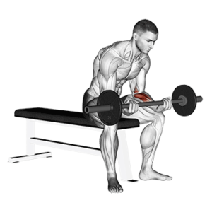 Barbell wrist curl for massive forearms, contracted