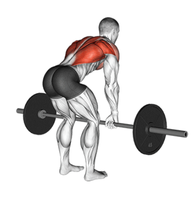 Barbell bentover rows for building thick back, low position