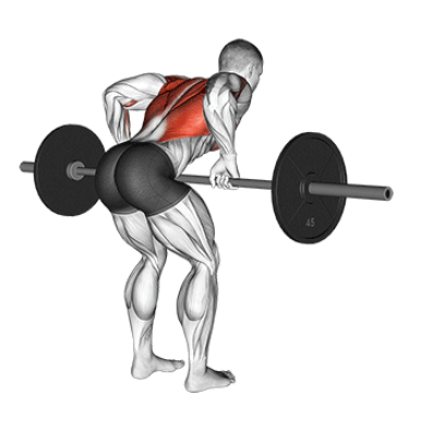 Barbell bentover rows for building thick back, high position