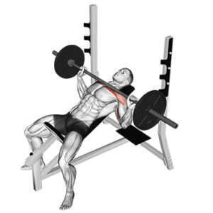 Barbell Incline Press for Upper Chest, bottom position