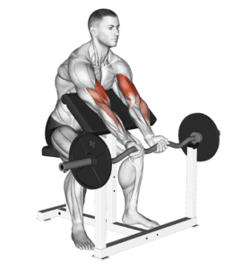 Ez-bar preacher curl for biceps, stretched