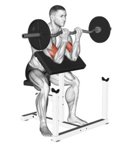 Ez-bar preacher curl for biceps, contracted