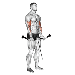 Cable bicep curl, stretched