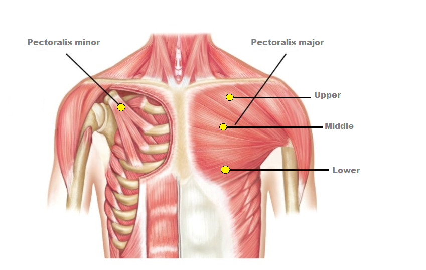 Chest Anatomy: Upper Chest, Middle Chest, Lower Chest