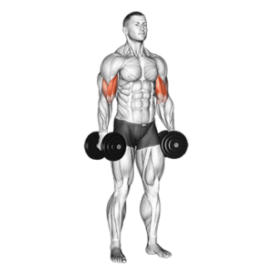 Dumbbell bicep curl, bottom position