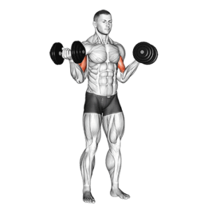 Dumbbell bicep curl, top position