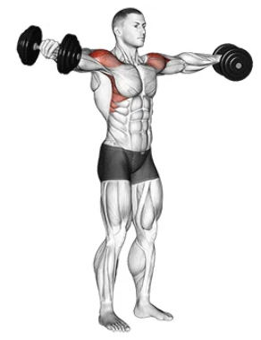 dumbbell lateral raise for sound shoulders, top position