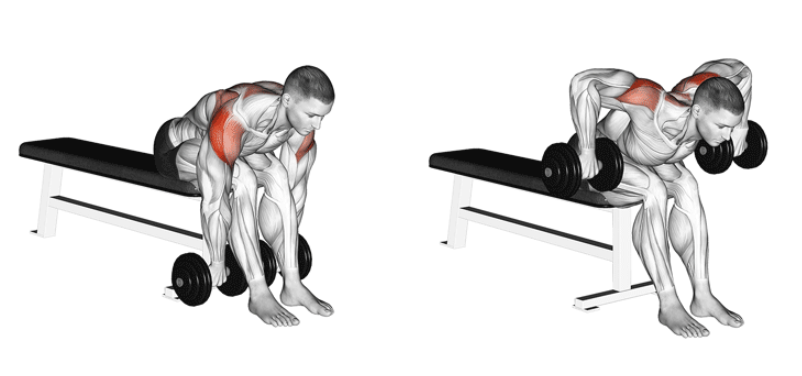 Seated rear delt fly for posterior head of the deltoid