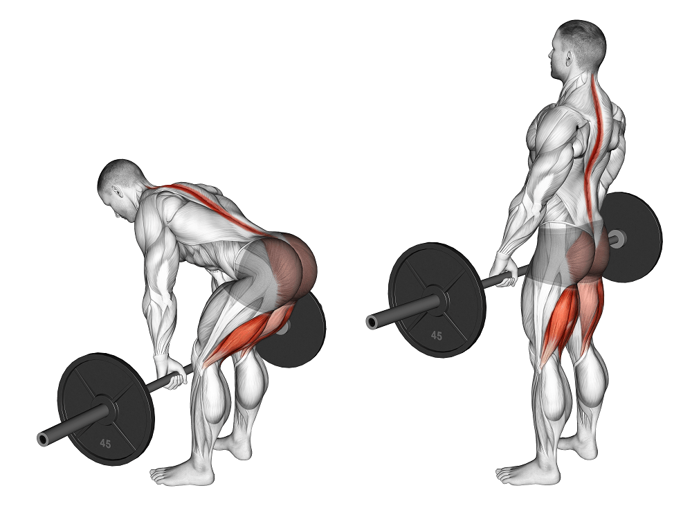 Deadlifts, build strong and thick back