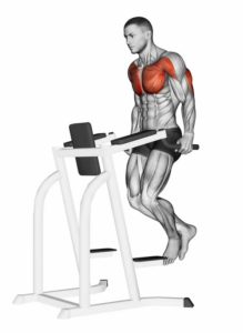 Dips for Lower Chest and Triceps, top position