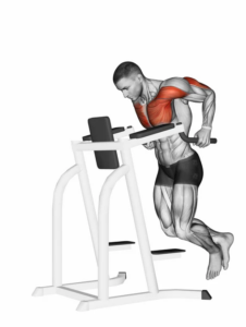 Dips for Lower Chest and Triceps, bottom position