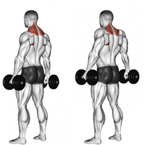 Dumbbell shrugs for massive traps