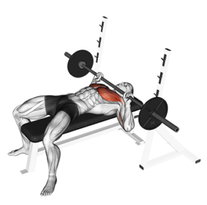 Flat Barbell Bench for Chest development, bottom position