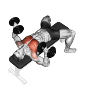 Flat Dumbell Press, bottom position