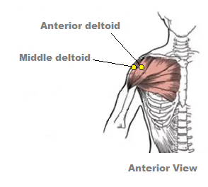 Anatomy - front and side deltoid