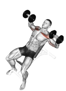 Incline Dumbbell Press for Upper Chest, bottom position