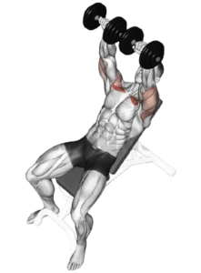 Incline Dumbbell Press for Upper Chest, top position