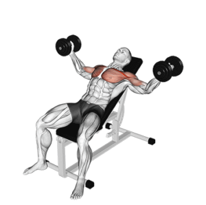 Incline Dumbbell Fly for Upper Chest, stretched