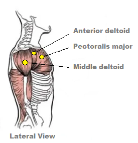 Anatomy - side deltoid