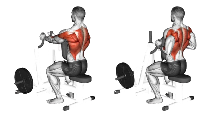 Chest supported machine row for thick back