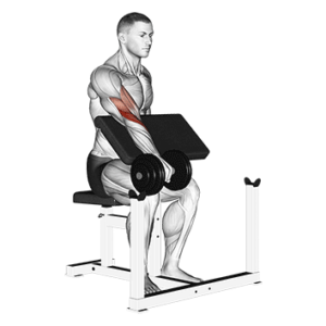 Dumbbell preacher curl, stretched