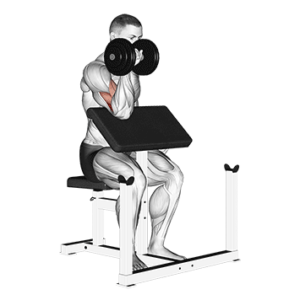 Dumbbell preacher curl, contracted