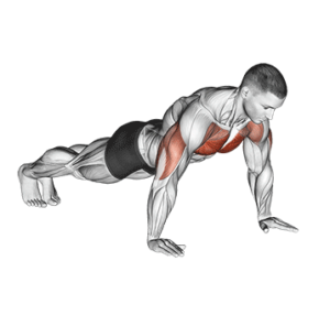 Pushup for Chest development, top position