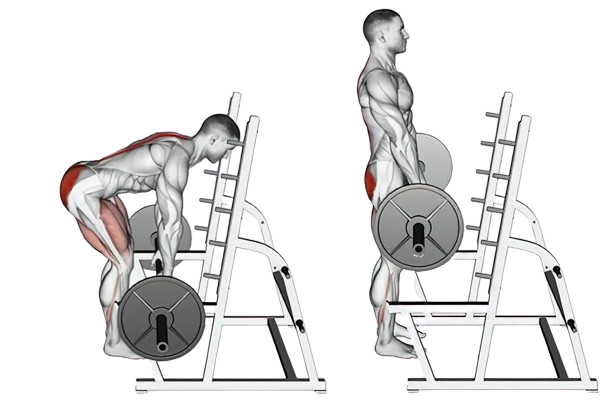 Rack pulls, build thick back and strong posterior chain