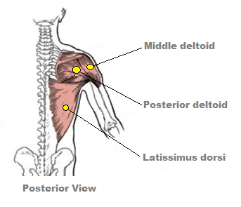 Anatomy - rear deltoid & lat