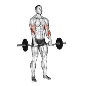 Ez-bar reverse curl for building brachioradialis, bottom 