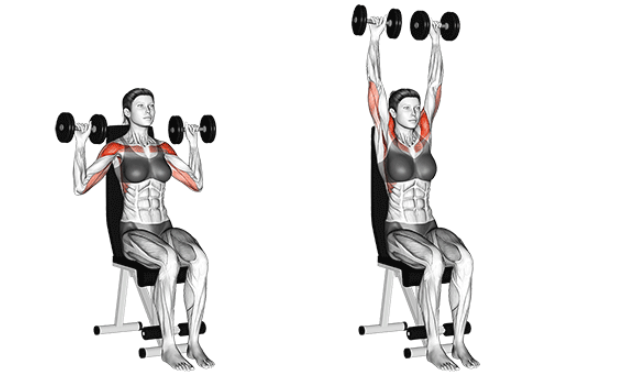 Seated dumbbell press for building front deltoids