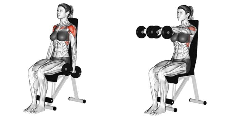 Seated dumbbell front raises for front deltoids