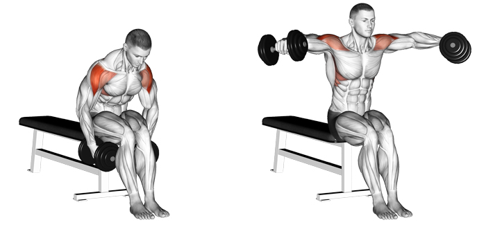 seated lateral raises for side deltoids