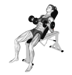 Incline dumbbell bicep curl, contracted