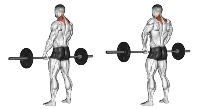 Barbell shrugs for big traps