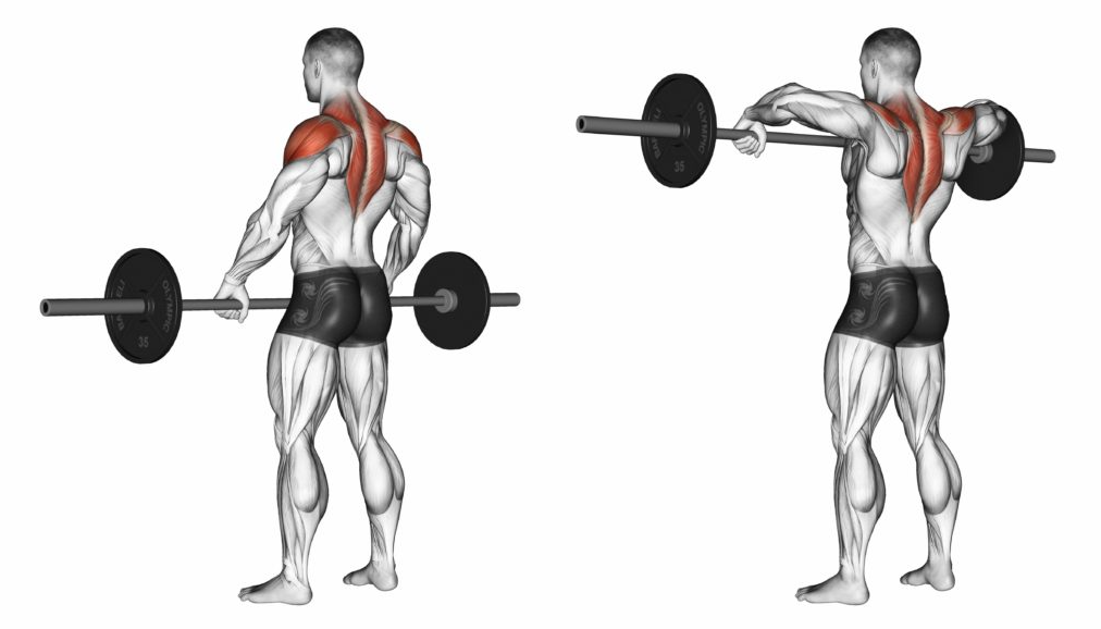 barbell upright rows - posterior view