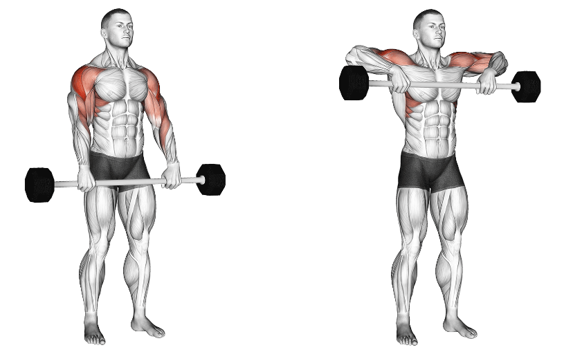 barbell upright rows - anterior view