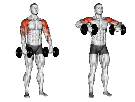 dumbbell upright rows