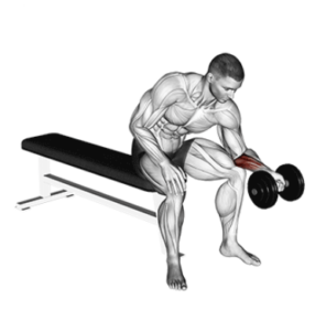 Dumbbell wrist curl, forearm mass builder, stretched