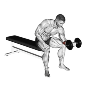 Dumbbell wrist curl, forearm mass builder, contracted